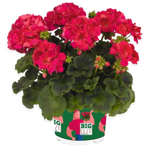 Pelargonium 'Big EEZE Neon' - Pelargoon 'Big EEZE Neon' P9/0,55L